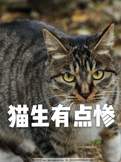 猫生有点惨