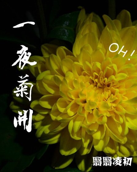 一夜菊开