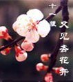 《又见杏花开》