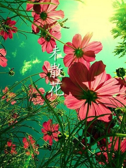 未散花
