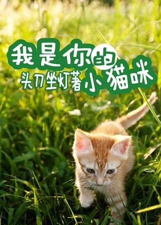 《我是你的小猫咪》