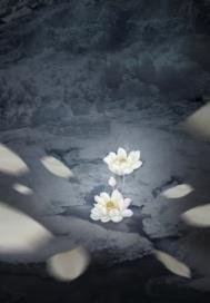 《濯莲与白虎》
