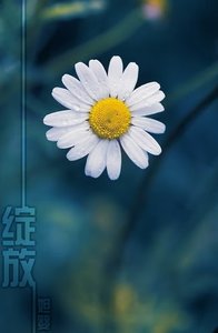 《绽放》