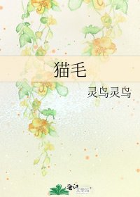 《猫毛》